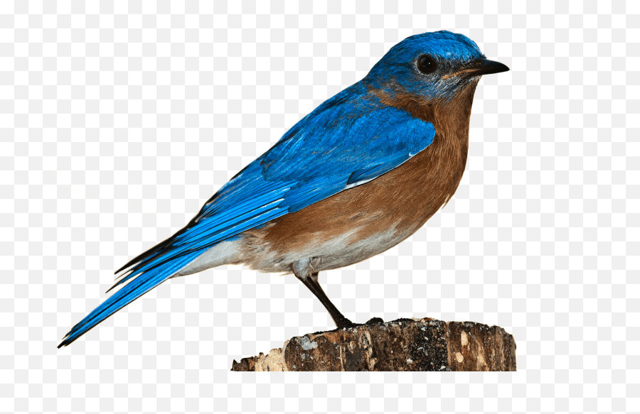 Transparent Background Bird Transparent - Bluebird Png Emoji,Bird Transparent Background