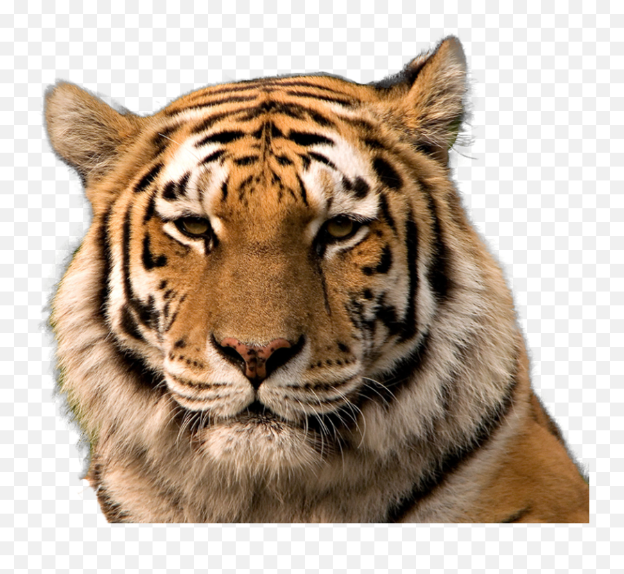 Tiger Face Transparent Background Png Emoji,Tiger Transparent Background