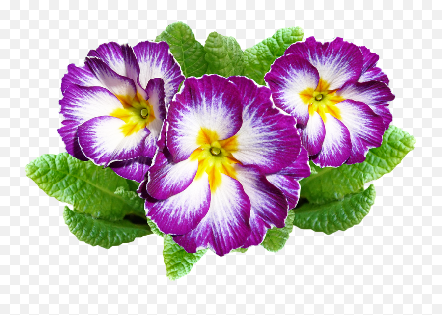 Free Photo Decoration Plant Purple Flowers Garden - Max Pixel Emoji,Purple Flowers Png