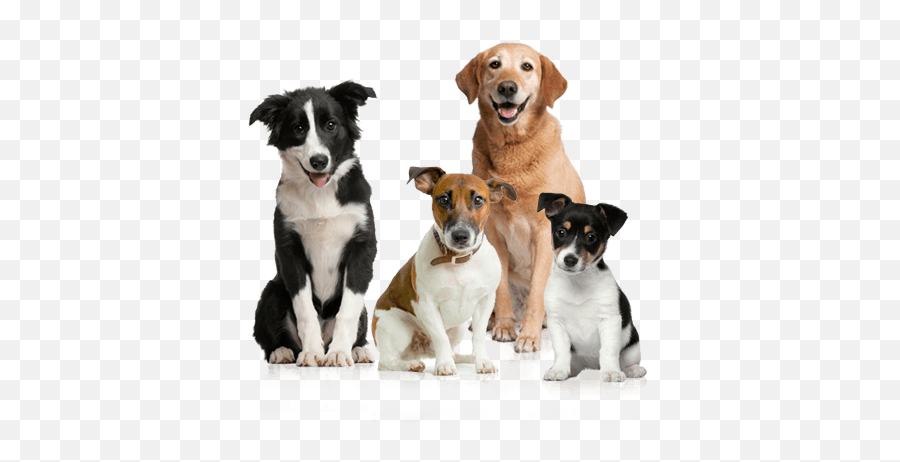 Dog Group Transparent Png - Dogs Png Emoji,Dog Png
