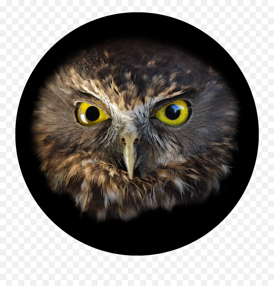 Big Bird Face Png - Morepork Ruru Limited Edition Of New Ruru Eye Emoji,Big Bird Png