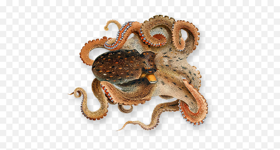 Octopus Png Image Transparent - Octopus Png Emoji,Octopus Png