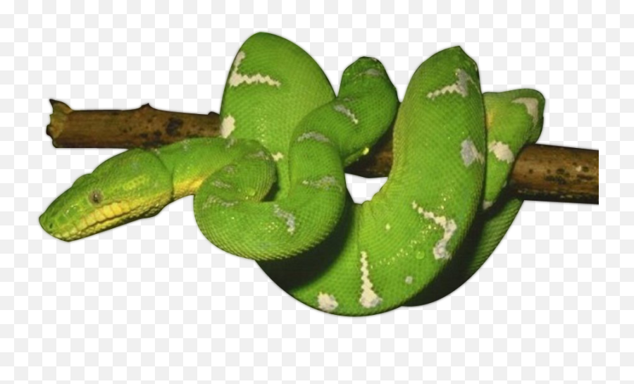 Green Snake Photos Hq Png Image - Green Python Snake Transparent Background Emoji,Green Snake Png