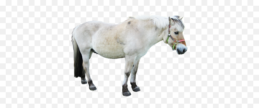 White Shetland Pony Clipart - Clip Art Library Small Horse Png Hd Emoji,Pony Clipart