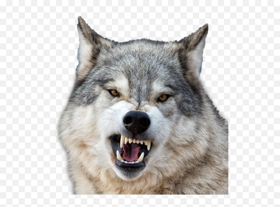 Wolf Growl Wolves Sticker By Kristhomson2004 - Wolf Growl Emoji,Wolf Face Png