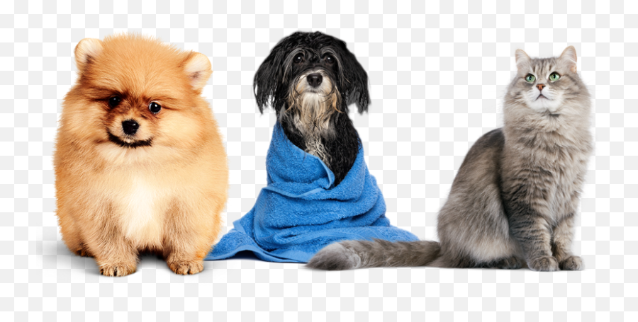 Grooming Services - Royal Canin Logo Cat Emoji,Pomeranian Clipart