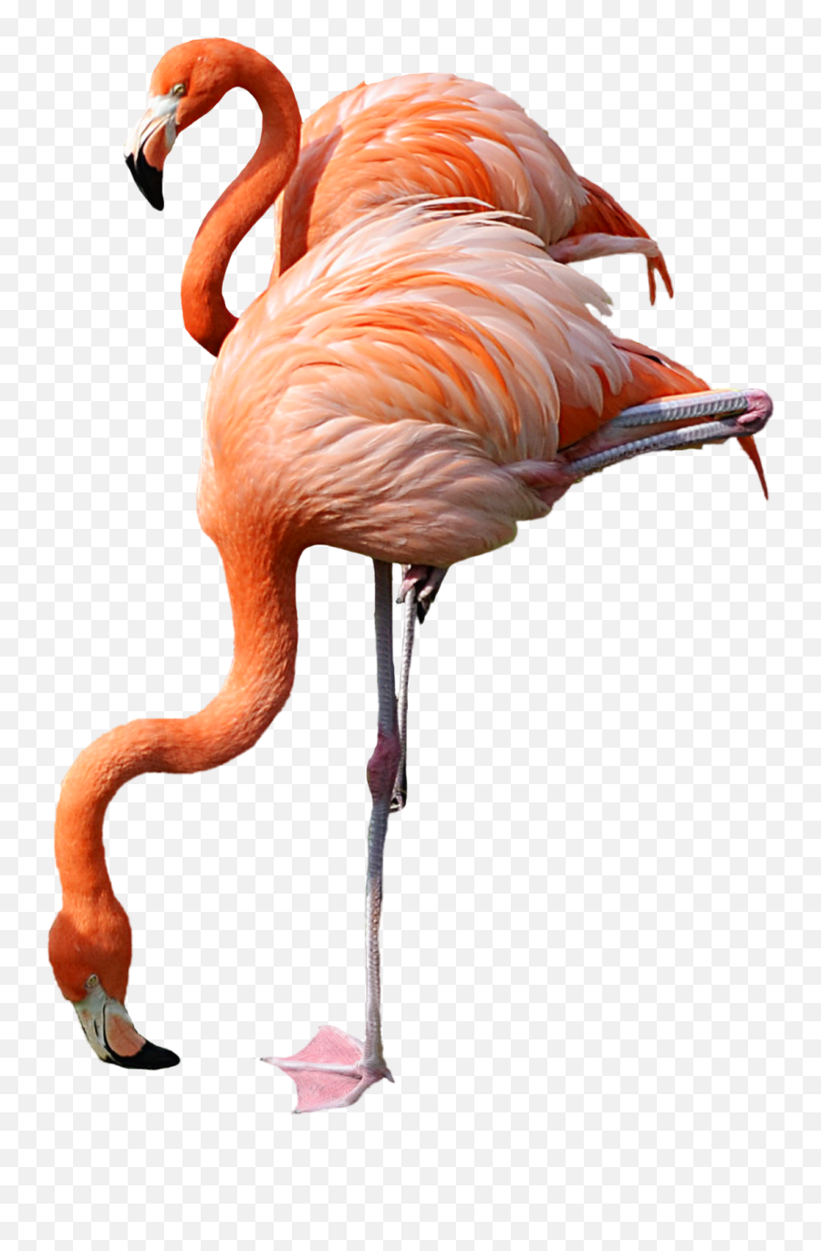 Flamingo Png Emoji,Pink Flamingo Clipart