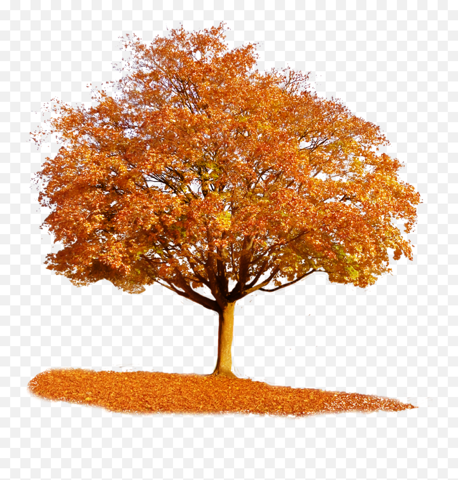Download Autumn Tree Transparent Background Png Image With - Autumn Tree Emoji,Tree Transparent