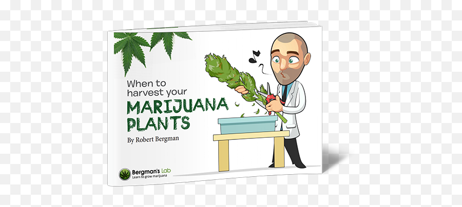 Pile Of Weed - Pink Marijuana Leaf Transparent Png Lettuce Emoji,Weed Leaf Transparent