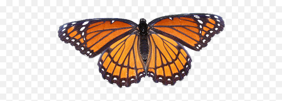 Monarch Butterfly Transparent Background - Google Search Butterfly Orange Transparent Background Emoji,Butterfly Transparent