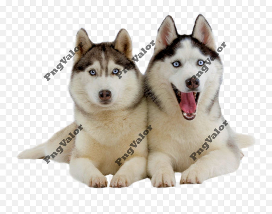 Husky Png18 - Photo 44759 Png Valor Free Stock Photos Emoji,Huskies Clipart