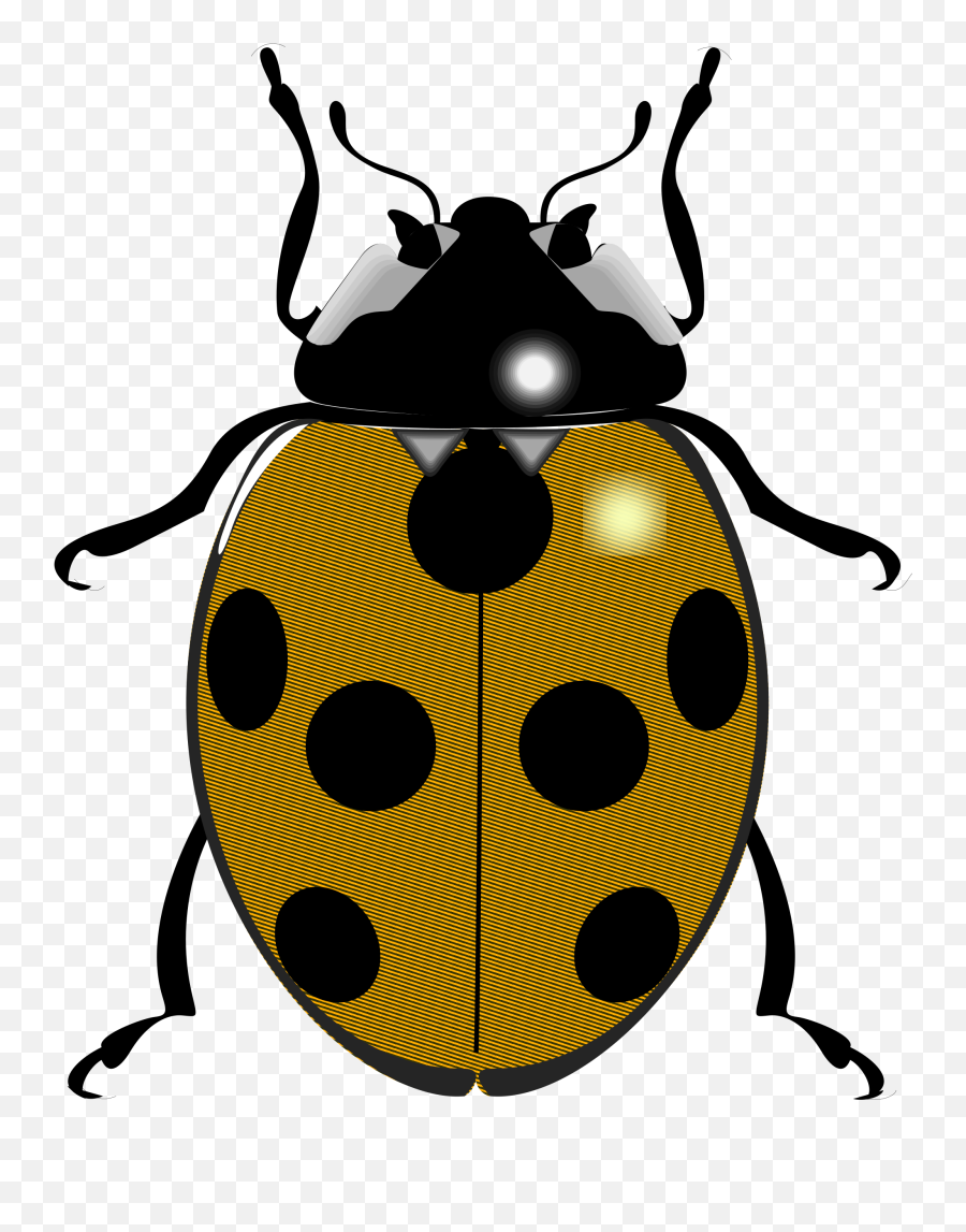 February Clipart Beetle - Png Download Full Size Clipart Emoji,February Clipart Images