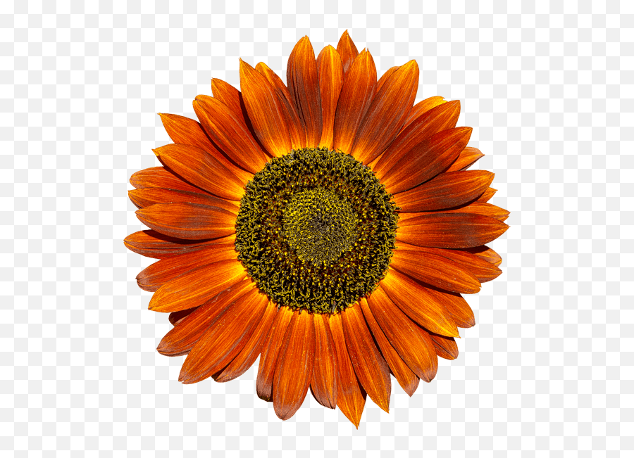 Dark Sunflower Graphic - Red Sunflower Vector Emoji,Sunflowers Clipart
