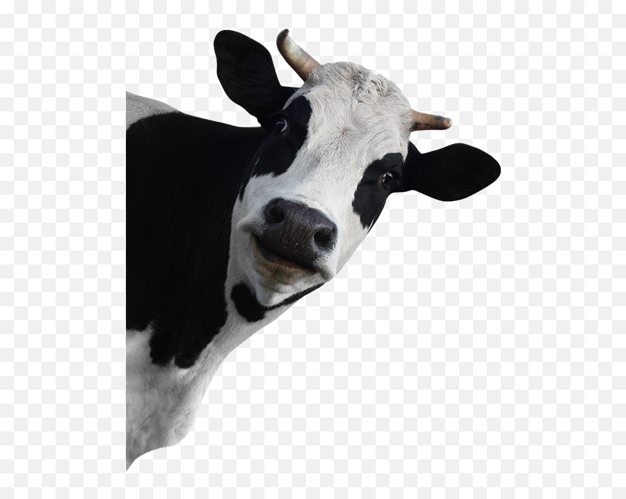 Cow - Peeking Cow Emoji,Cow Transparent