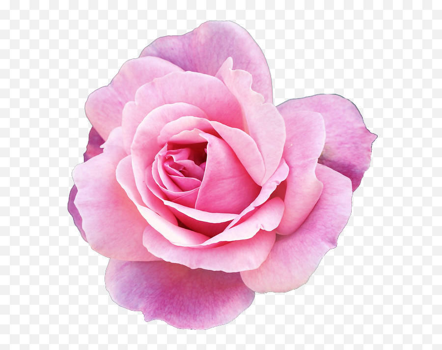 Pink Flowers Tumblr Transparent - Transparent Pink Tea Rose Emoji,Tumblr Flowers Transparent