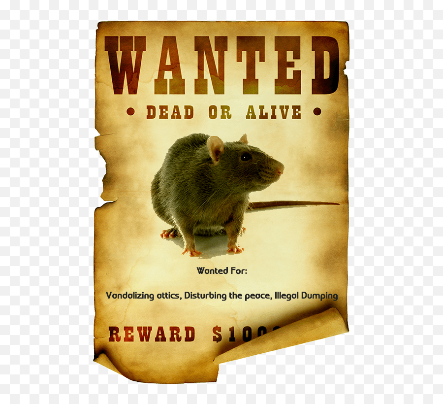 Rats Wanted Poster - Wanted Poster Of A Rat Emoji,Wanted Poster Png