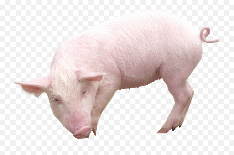Pig Free Png Image - Big Pig Png Emoji,Png Files