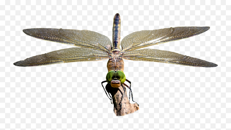 Dragonfly Transparent Insect Bugdragonfly Transparent Emoji,Bug Png