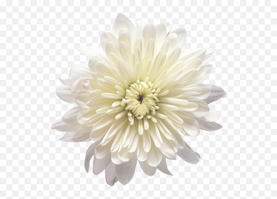 What Do White Flowers Mean In China - Flix It Emoji,White Flowers Transparent