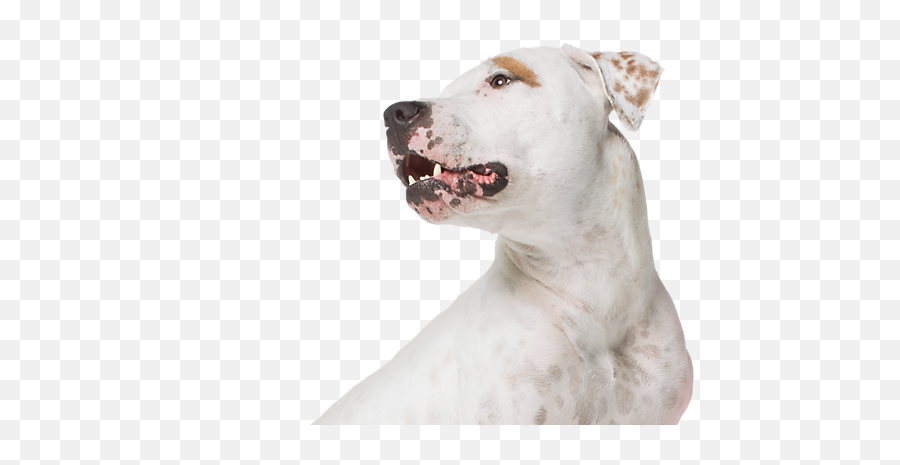 Petsmart Treats Loyalty - Dog Petsmart Emoji,Petsmart Logo