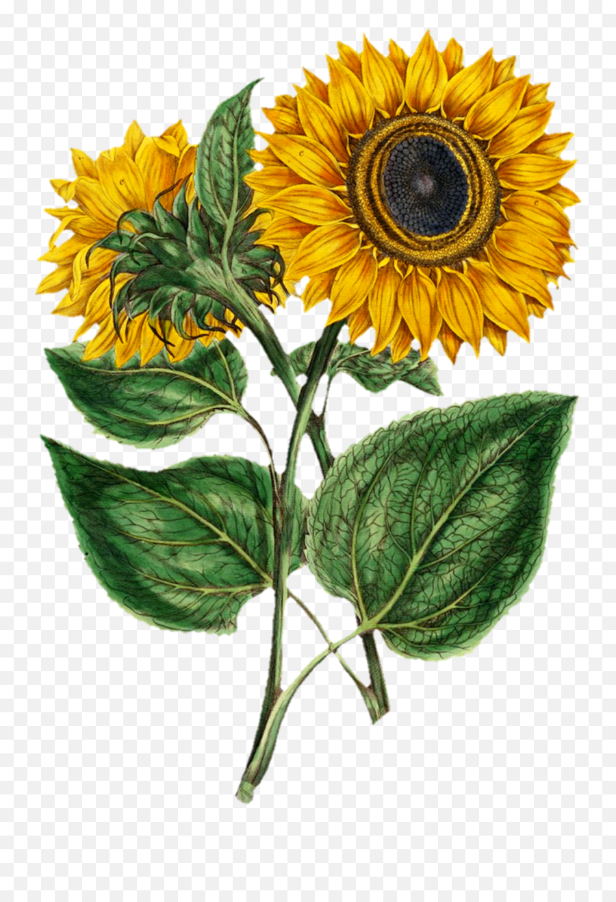 Sunflower Painted Art Clipart Free - Scientific Illustration Of Helianthus Annuus Emoji,Sunflowers Clipart