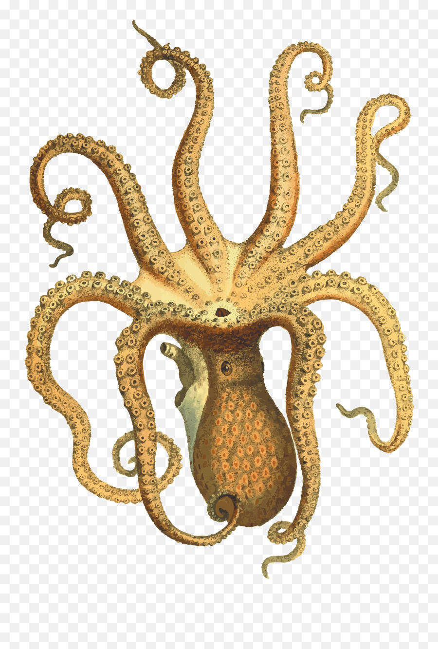 Octopus Png Transparent Image - Octopus Vintage Png Emoji,Octopus Png