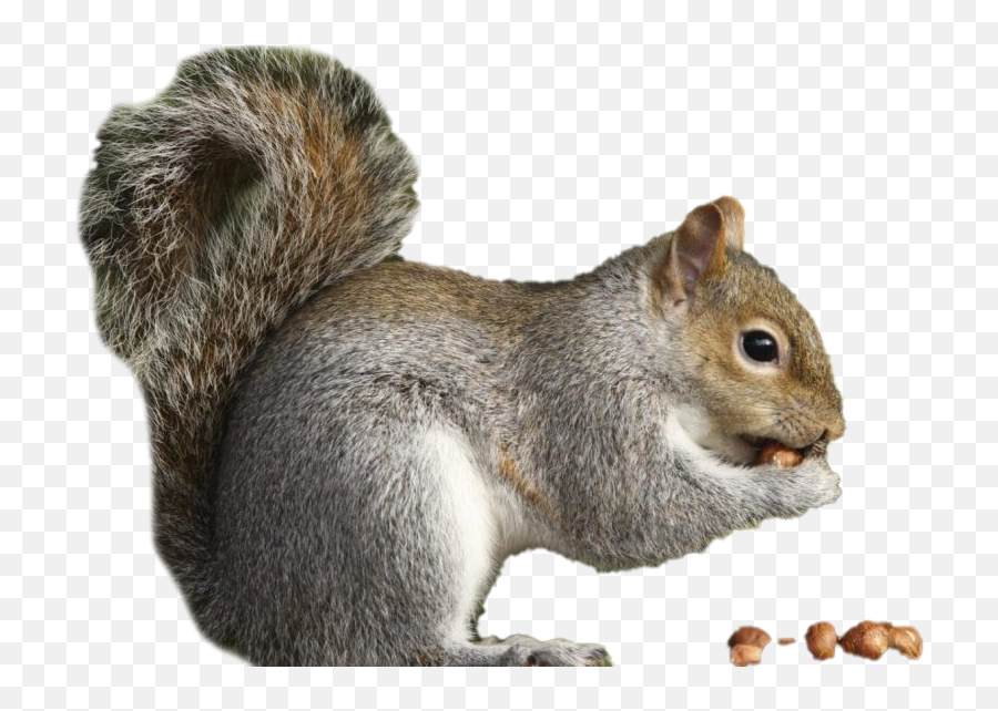 Squirrel Png Images Transparent - Nuts That Squirrels Eat Emoji,Squirrel Transparent Background