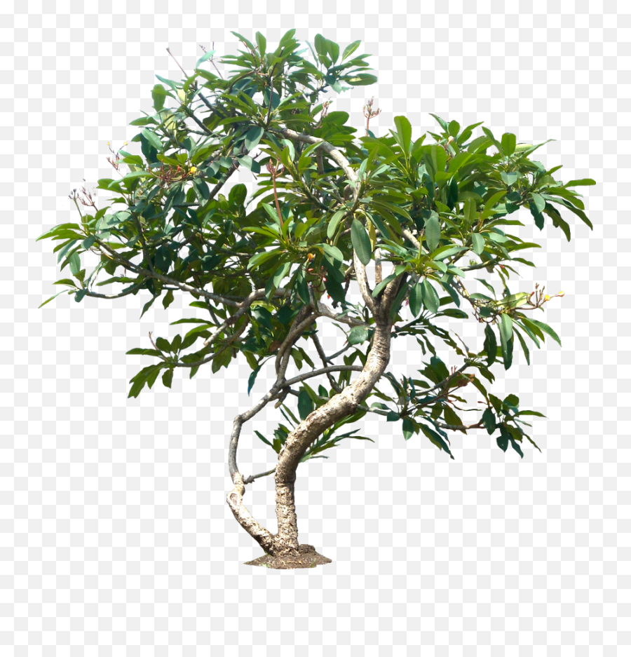 Jungle Tree Png File - Tree Emoji,Png Files