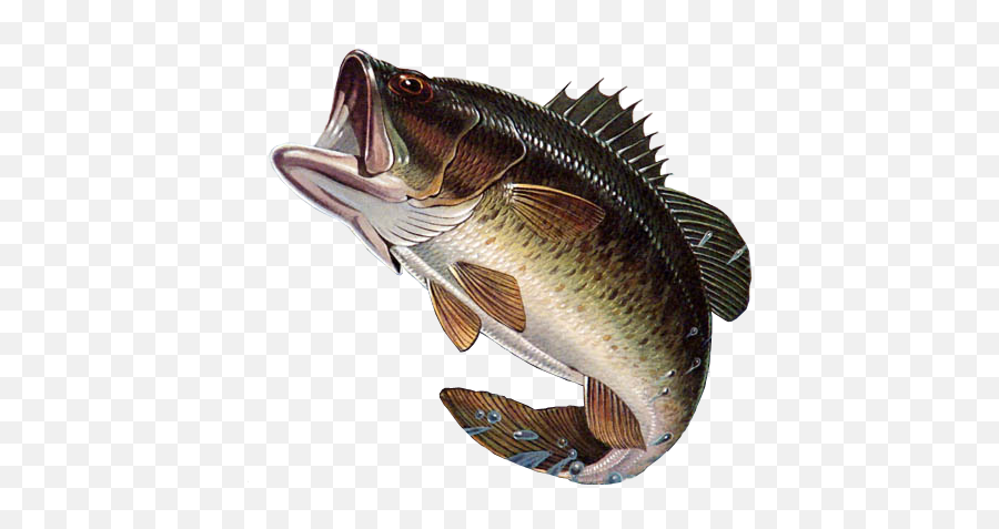 Largemouth Bass Png Emoji,Bass Png