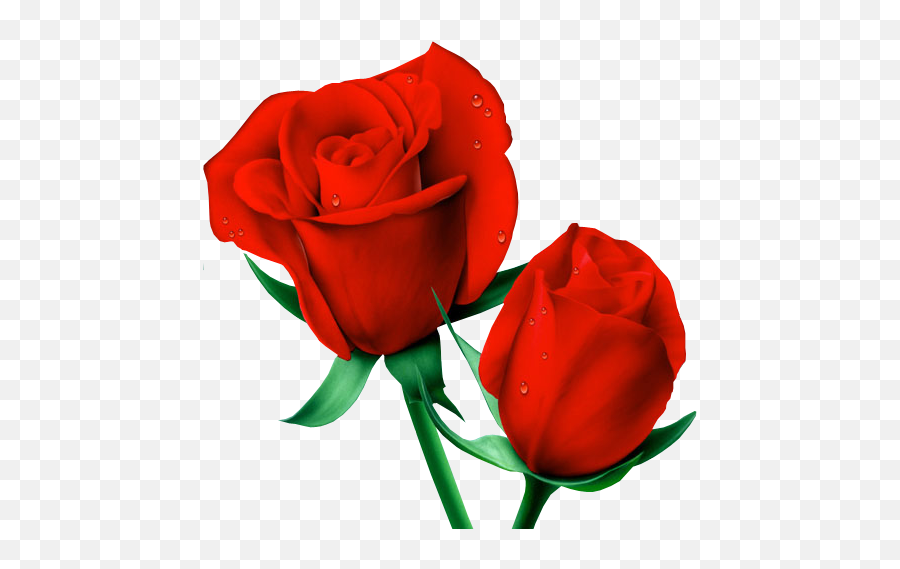 Rose Png Emoji,Red Roses Png
