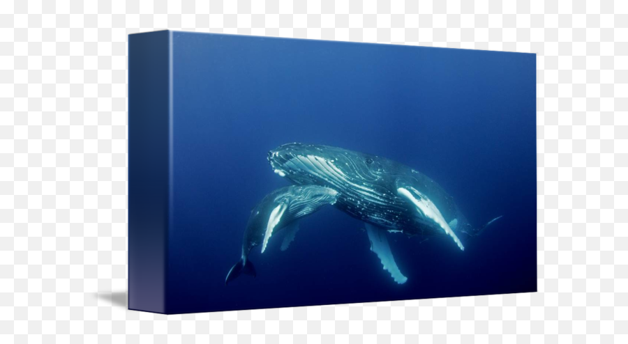 Humpback Whale Mother And Calf By Howard Hall Emoji,Humpback Whale Png