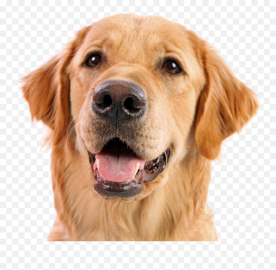Dog Png - Dog Face Png Emoji,Dog Png