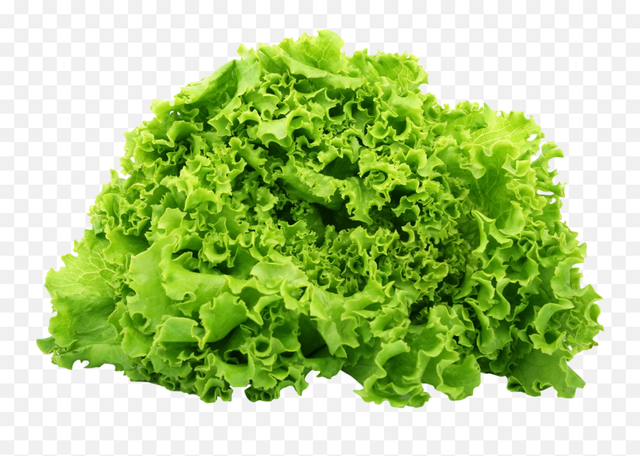 Download Green Lettuce Png Image For Free - Fresh Lettuce Png Emoji,Salad Png