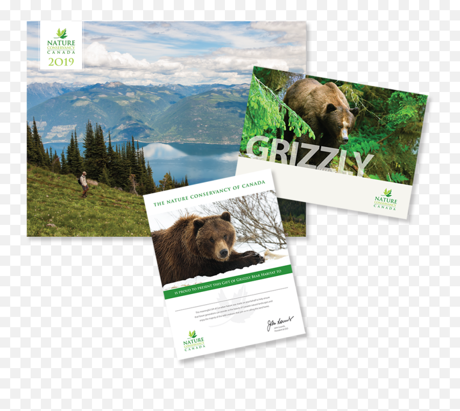 Download Grizzly Bear Png Image With No - Grizzly Bear Emoji,Grizzly Bear Png