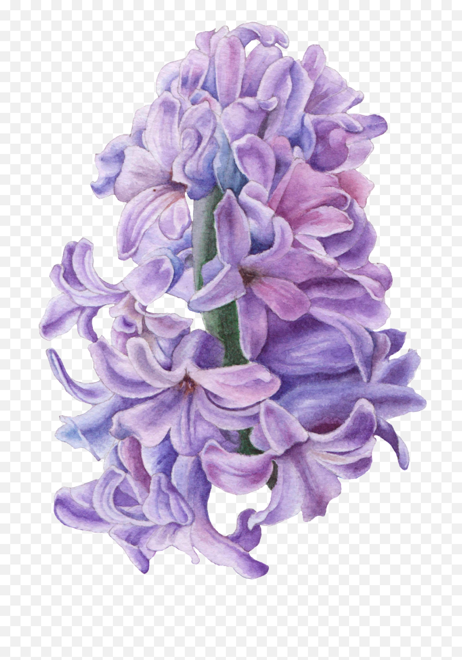 Download Hand Drawn Hyacinth Flower Png Emoji,Flower Png Transparent