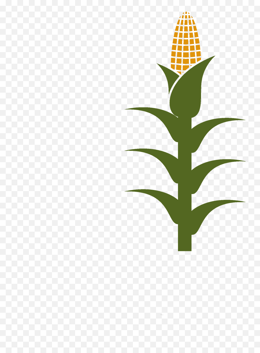 Corn Clipart Crop - Corn Stalk Clipart Png Emoji,Corn Clipart