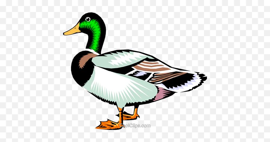 Mallard Duck Royalty Free Vector Clip Art Illustration - Duck Realistic Clipart Emoji,Royalty Free Clipart For Commercial Use
