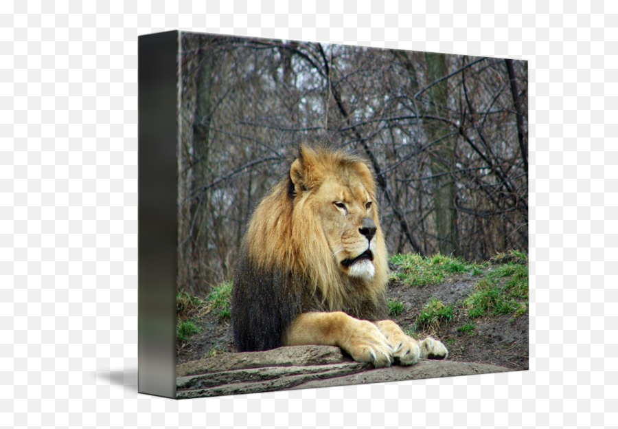Pittsburgh Zoo Lion - East African Lion Emoji,Pittsburgh Zoo Logo