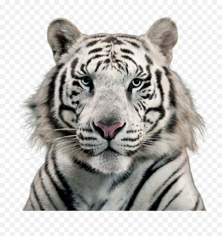 White Tiger Transparent Background - Transparent Tiger Face Png Emoji,Tiger Transparent Background