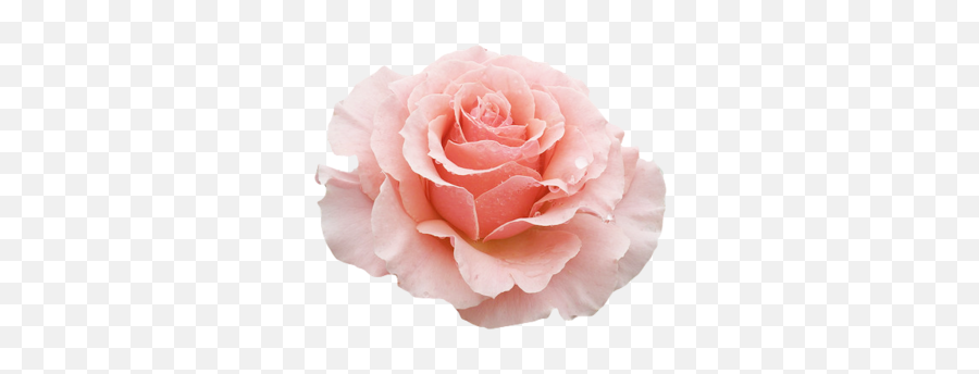 Pink Tea Rose Emoji,Pink Flowers Transparent