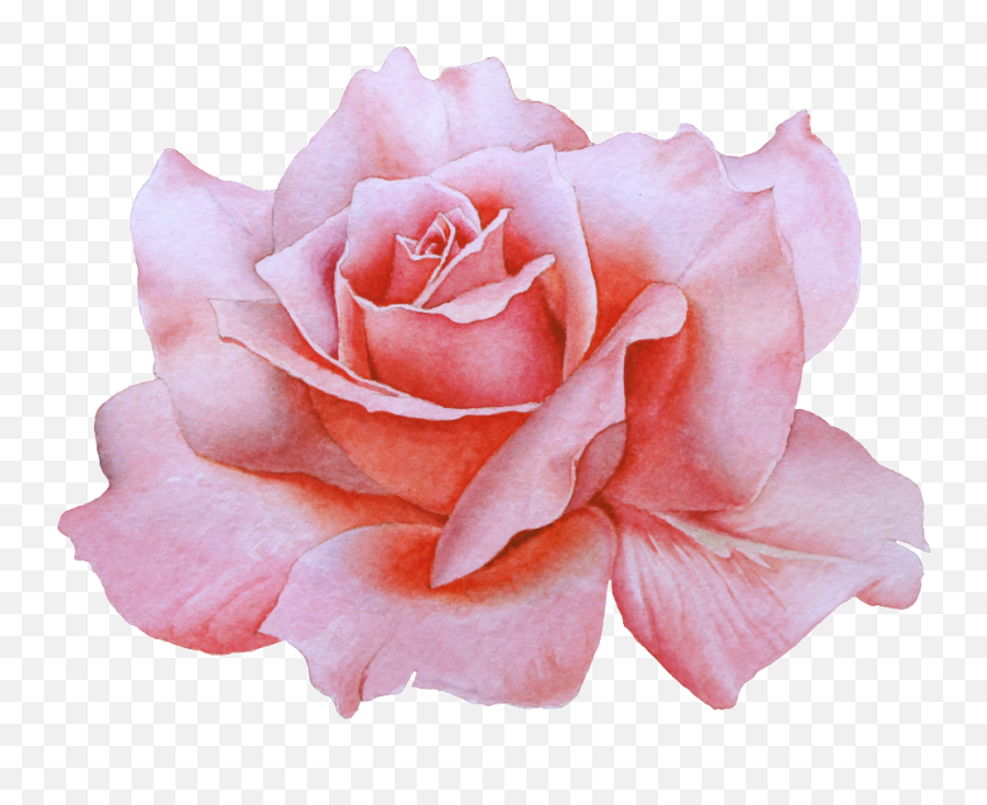 Download Hand Drawn A Blooming Rose Png Transparent Emoji,Watercolor Roses Png