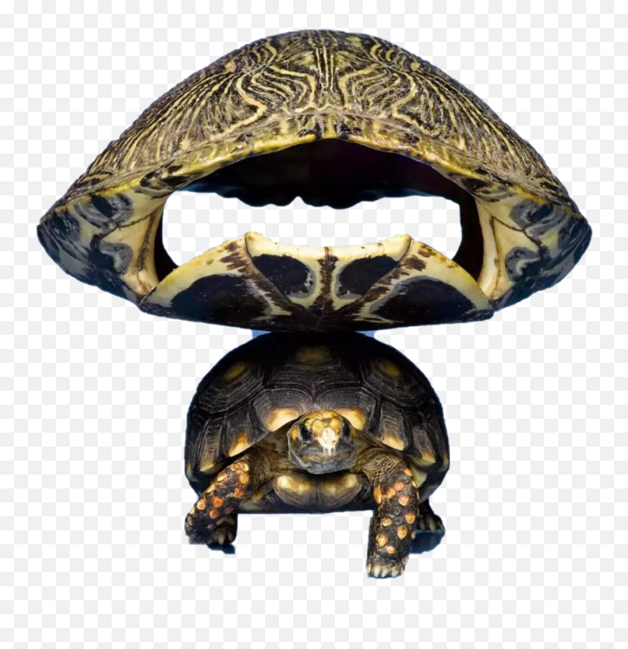 Turtle Png - Tortoise Emoji,Turtle Png