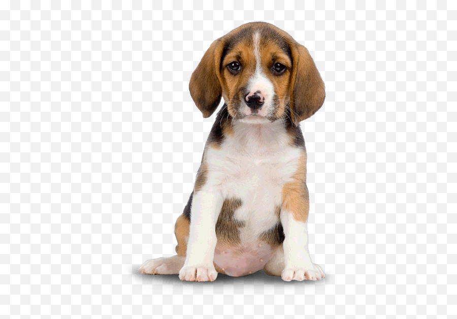 Png - Dog Puppy Png Emoji,Dog Png