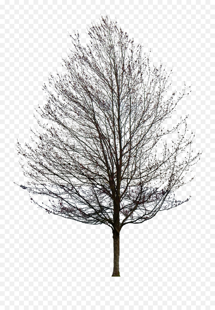 Oak Tree No Leaves - Clipart Best Transparent Tree Without Leaves Png Emoji,Oak Tree Png