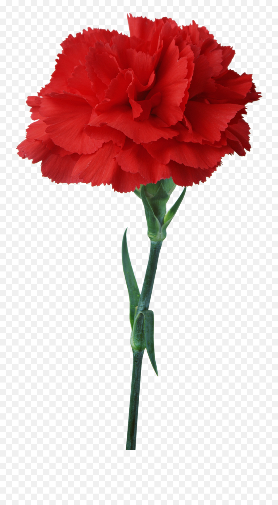 Carnation Flower Red Floristry Clip Art - Light Red Light Red Carnation Emoji,Sympathy Clipart