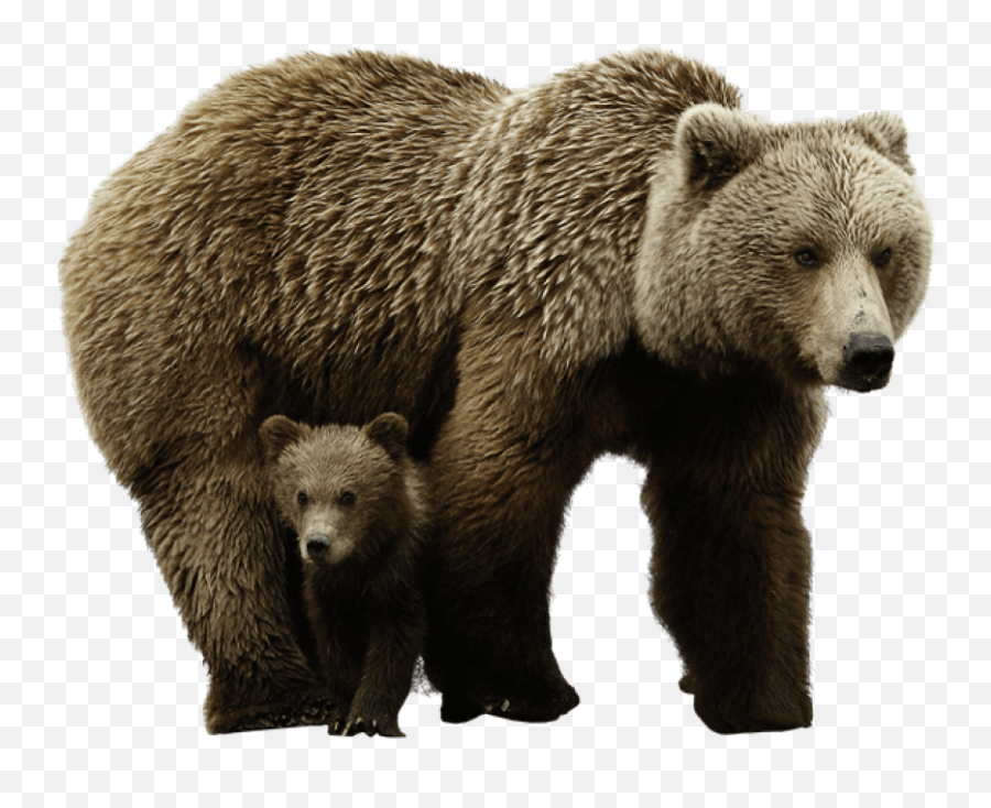 Bear - Bear Png Transparent Emoji,Bear Png