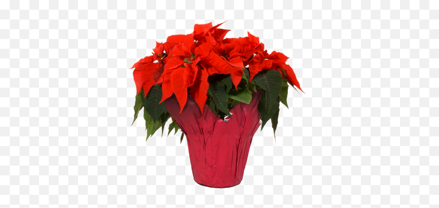 Red - Poinsettias With No Background Emoji,Plant Transparent Background