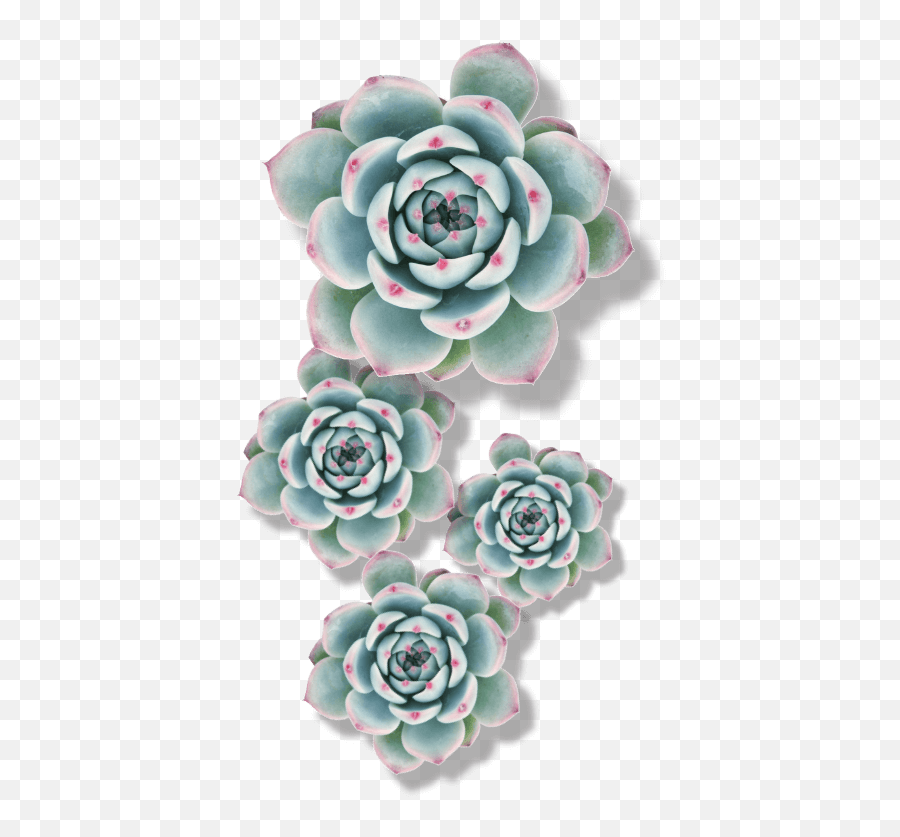 Mexican Flowers - Transparent Background Pixel Transparent Succulent Png Emoji,Mexican Flowers Png