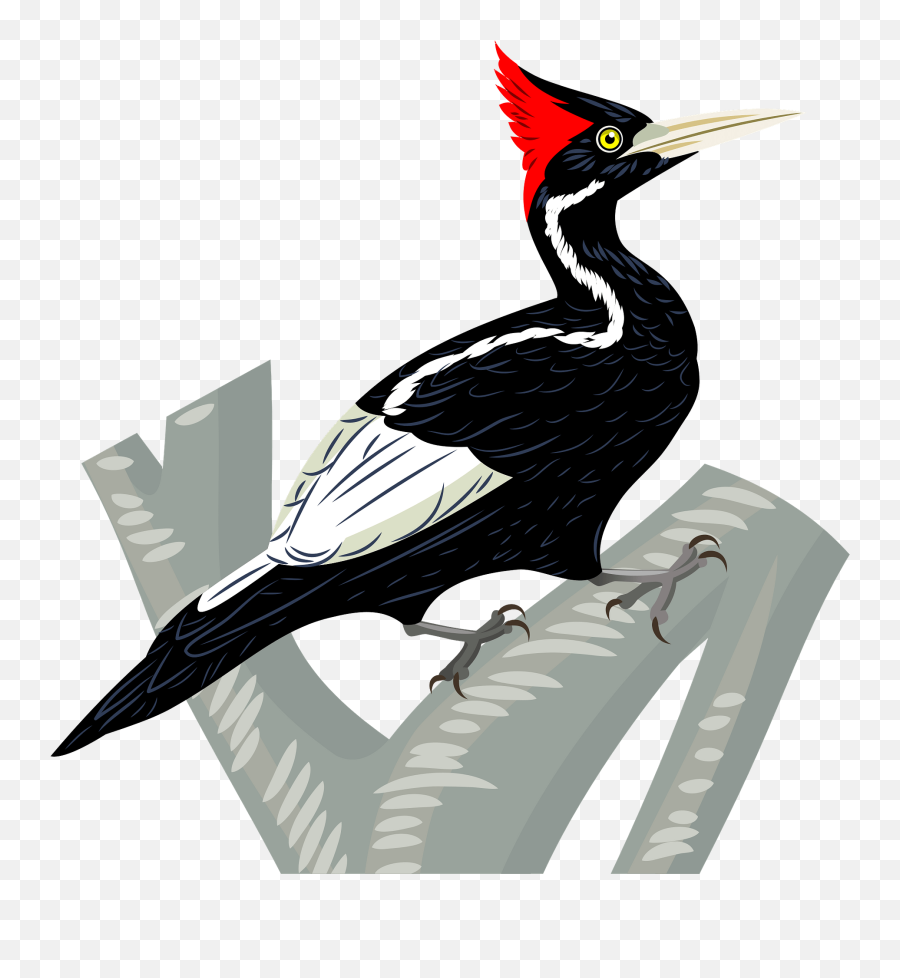 Ivory - Billed Woodpecker Clipart Free Download Transparent Emoji,Woodpecker Png
