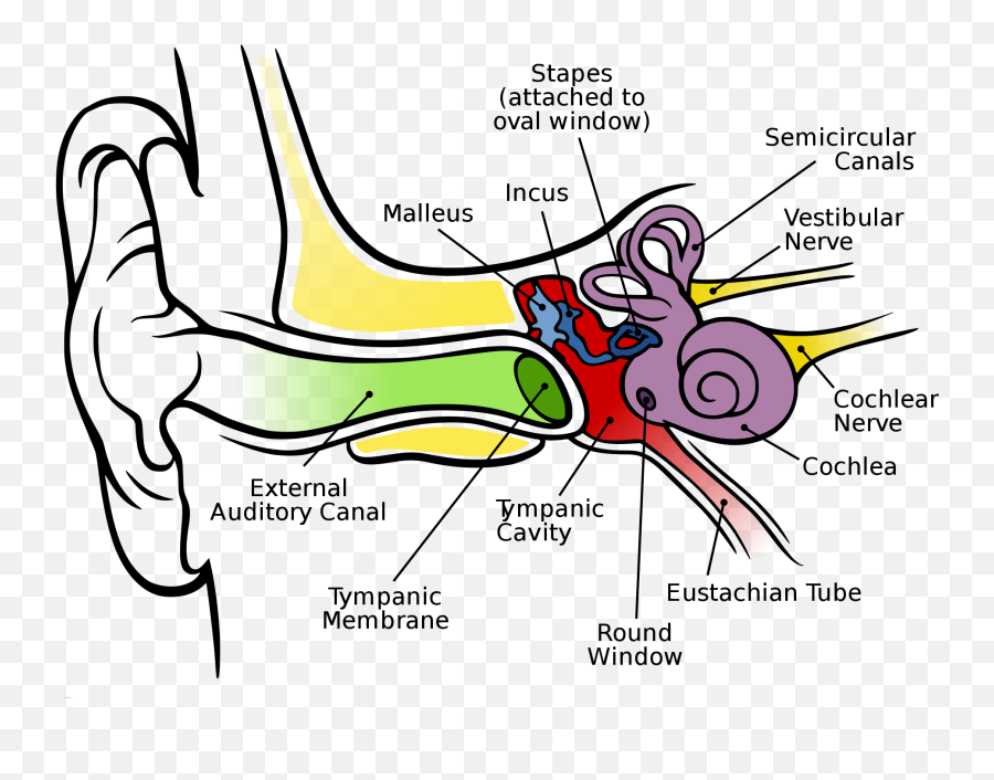 Ear Diagram Clip Art - Anatomy Of The Human Ear Png Emoji,Anatomy Clipart